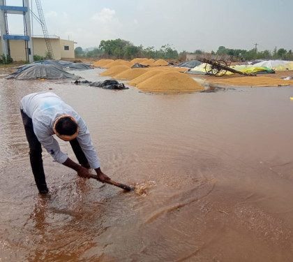 untimely-rain-is-a-loss-to-the-rice-farmer