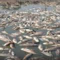 two-tons-of-fish-died-due-to-sunburn