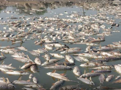 two-tons-of-fish-died-due-to-sunburn