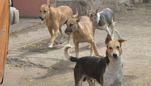 dogs-attack-a-child-in-hyderabad