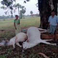 four-dairy-cattle-died-due-to-lightning