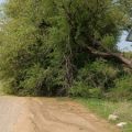 a-tree-fell-on-the-road-due-to-strong-winds