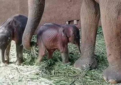 an-elephant-that-gave-birth-to-twins