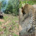 leopard-died-in-amrabad-tiger-reserve-forest