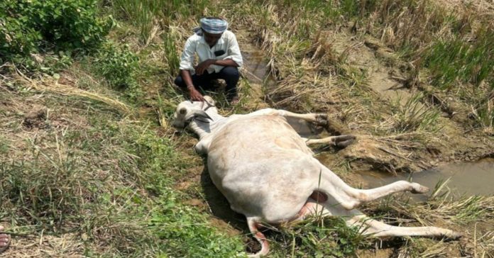 Bull dies from electric shock..