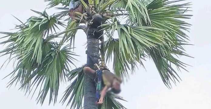 Falling from a palm tree