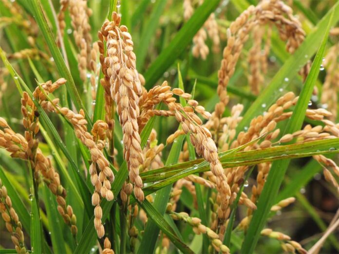 Genetic modification in rice