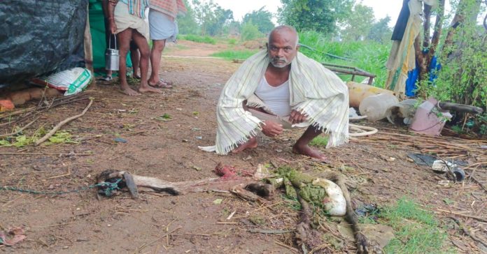 Goat dies in leopard attack..