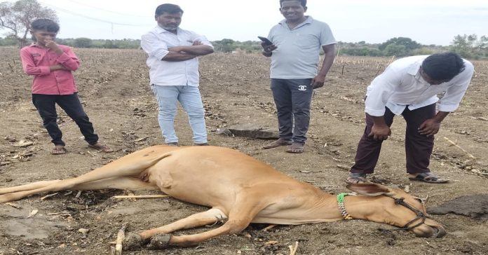 Cow