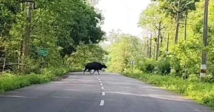 buffaloes