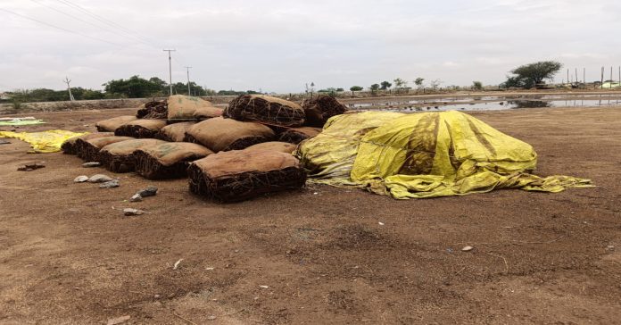Farmers expressed concern over rain-soaked tobacco.