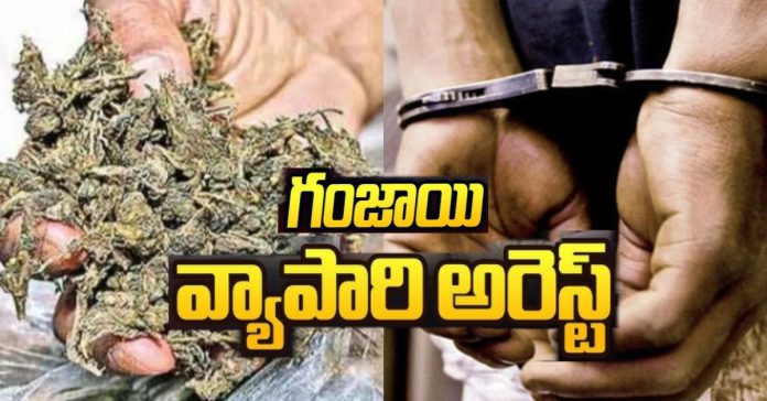 Marijuana dealer arrested..