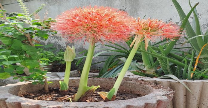 May flowers in bloom