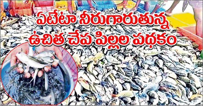 The plan for distributing free baby fish is..!