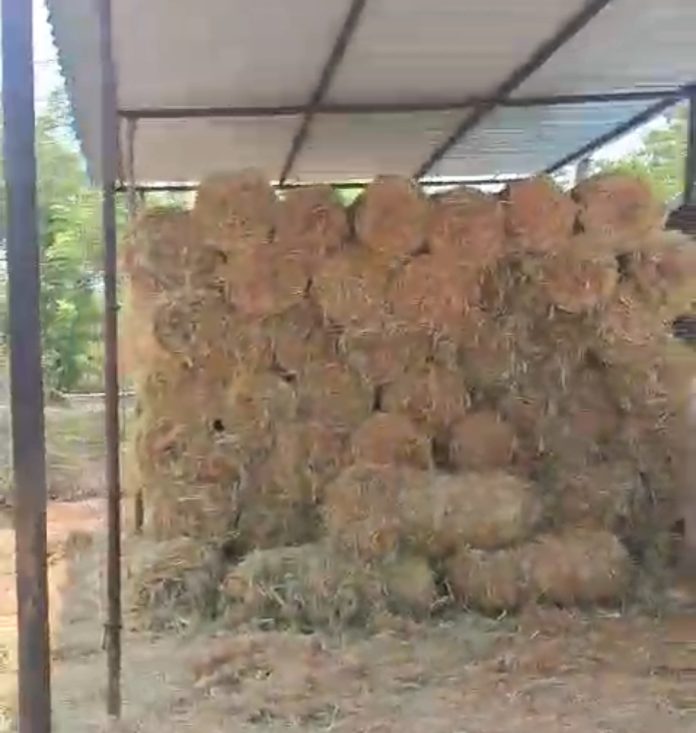 The cowherd servants who collected fodder for the cows...