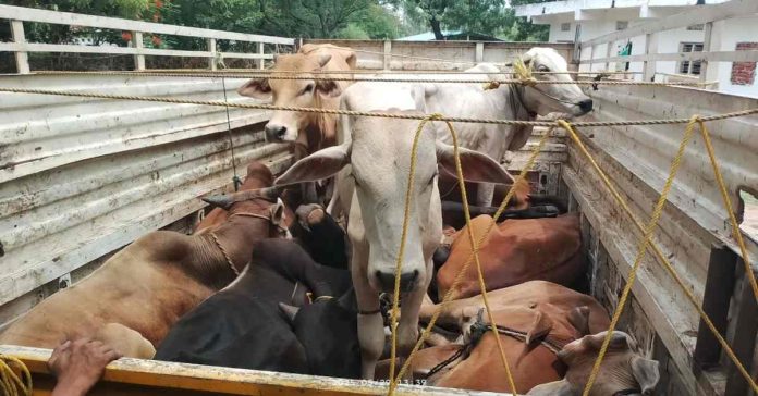 Strict action will be taken against illegal transportation of cow calves