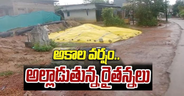 Untimely rain...Farmers worried