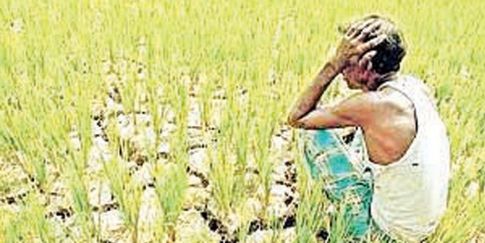 Crop insurance in chaos in AP