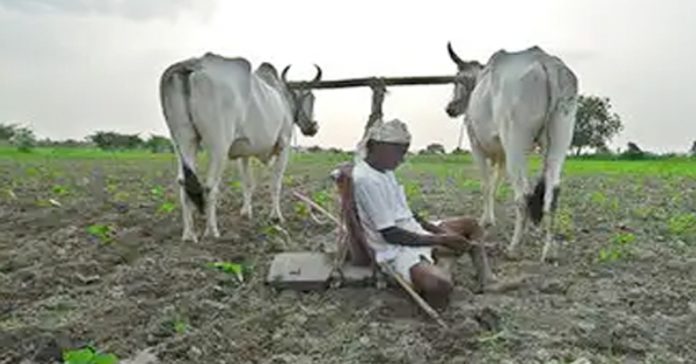 Is the cultivation going smoothly?