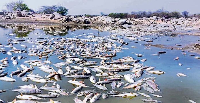 Fish die due to heatstroke
