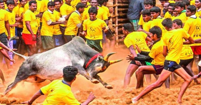 jallikattu tn
