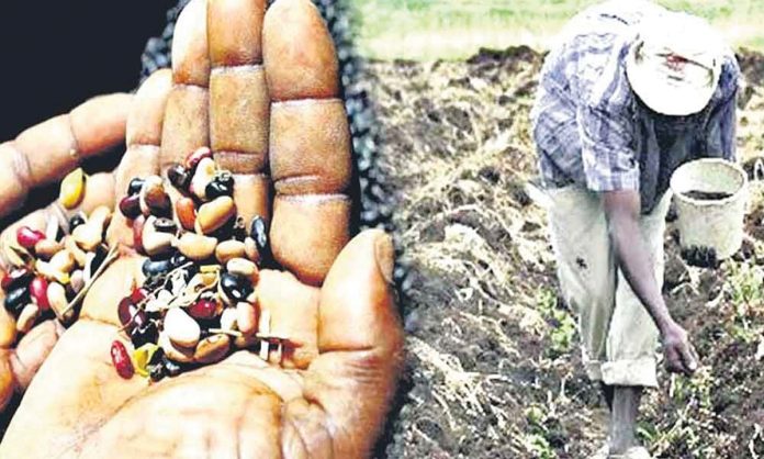 The seed stalk