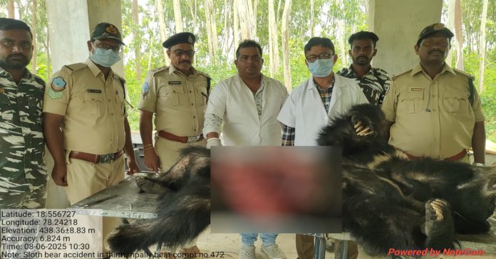 Bear dies after being hit by unknown vehicle