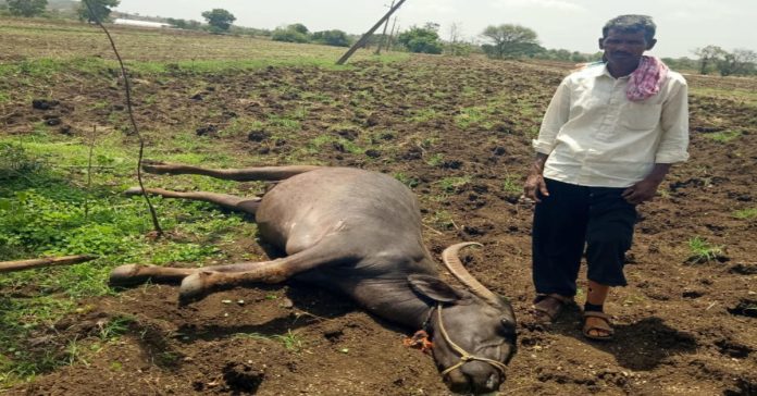Buffalo dies due to electric shock..