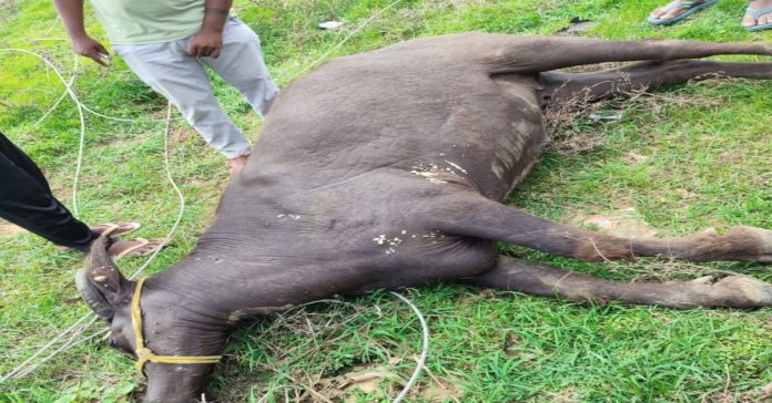 Buffalo dies from electric shock