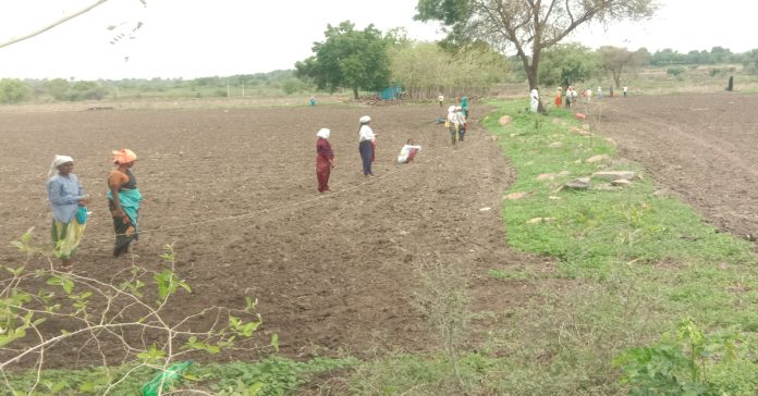 Cotton cultivation has begun..