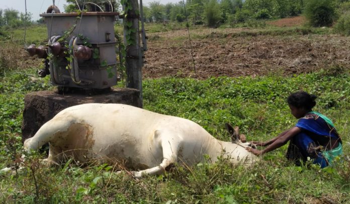 Cow dies from electric shock