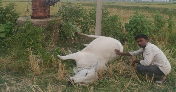 Duckling dies from electric shock