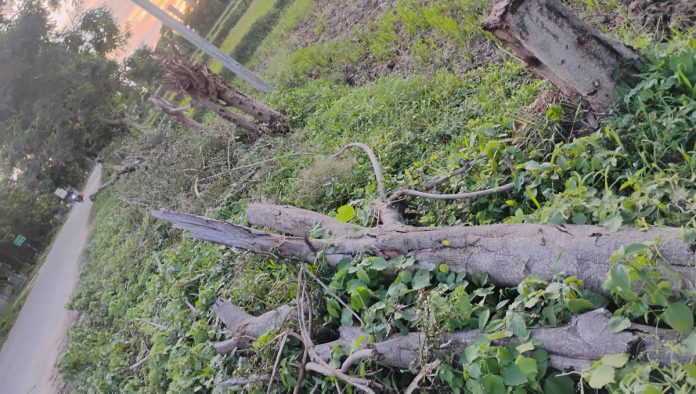 Even though trees are cut down, the authorities dont care.