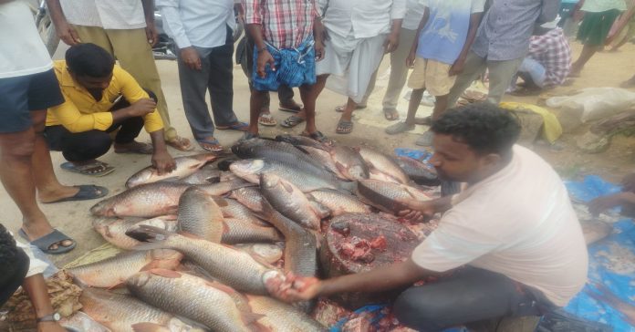 Fish sales boom in the district..