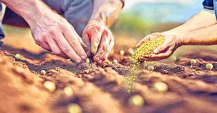 Government is auspicious for subsidized seeds..