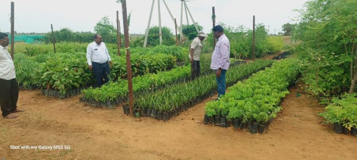 Plants should be prepared according to the target in the nursery.