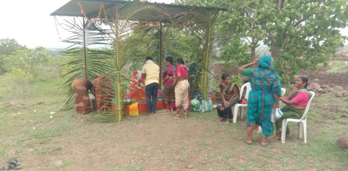 Rain-seeking plants at Ganapati temple