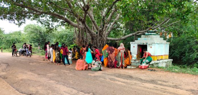 Solemn worship of the banyan tree..
