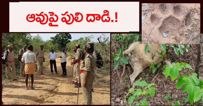 Tiger attack on cow.!