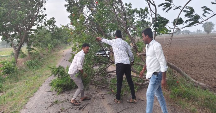 Trees broken by strong winds..