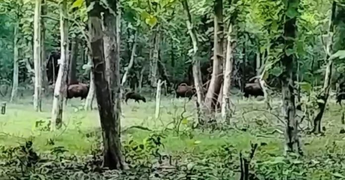 Wild goats in the forests of Kawwal Tiger Zone..