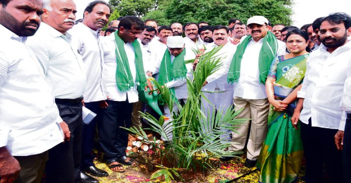 Oil palm cultivation in one million acres in three years