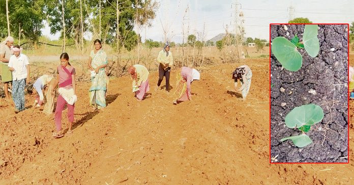Disaster for 'cotton'
