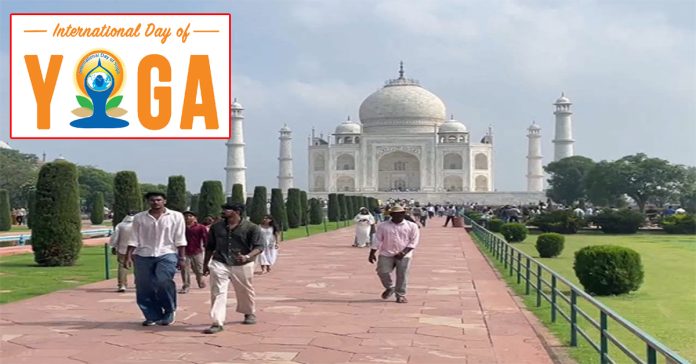 yogi