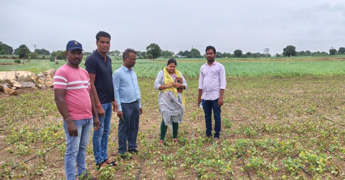 AO inspects damaged soybean crop