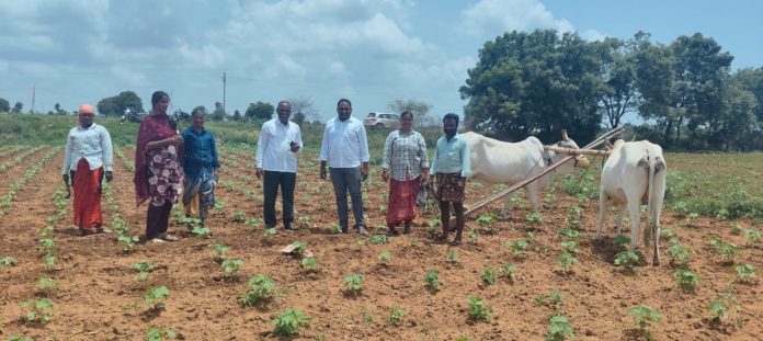 Agricultural officials inspected the crops