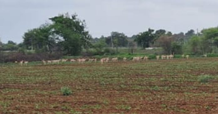 Deer cause huge damage to Kharif crops