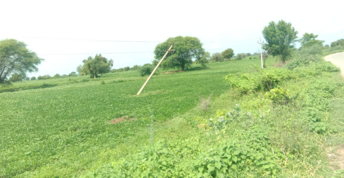 Electricity poles pose a danger in crop fields.