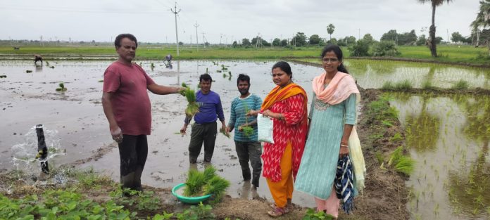 Field inspection of rice fields