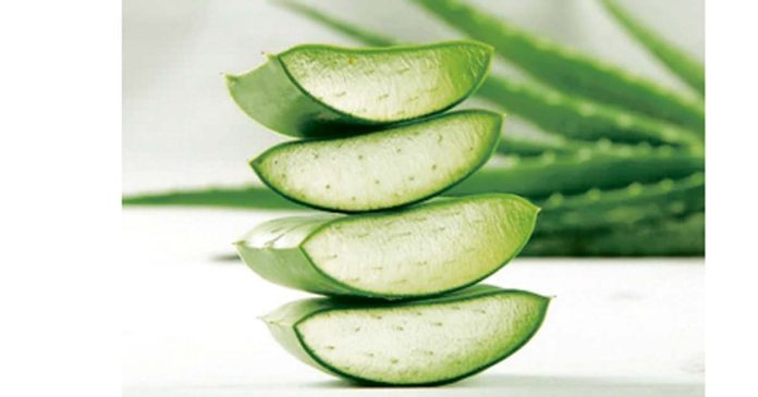 In aloe vera....
